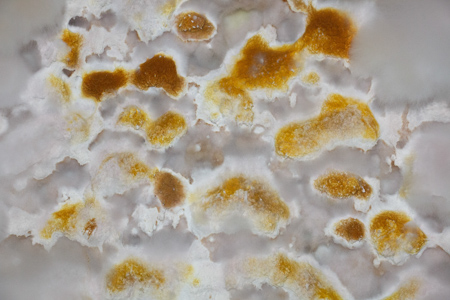 A vatatszerű fehér micéliumok néhány hét alatt spórák millióit termelik.jpg
